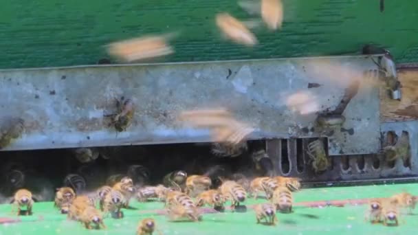 Arılı Ahşap Arı Kovanlarının Yakın Plan Görüntüsü — Stok video