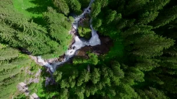 Εναέρια Άποψη Των Ψηλών Πράσινων Δέντρων Και Γρήγορο Ποτάμι Στα — Αρχείο Βίντεο