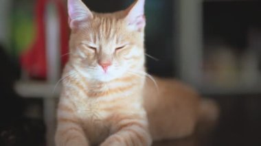 Tatlı beyaz ve kırmızı kedi dinleniyor.