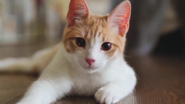 Bonito Branco Vermelho Gato Relaxante — Vídeo de Stock