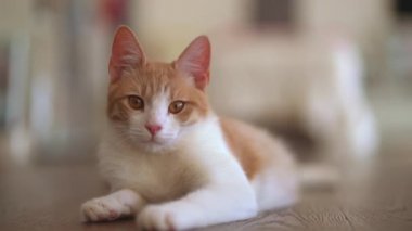 Tatlı beyaz ve kırmızı kedi dinleniyor.