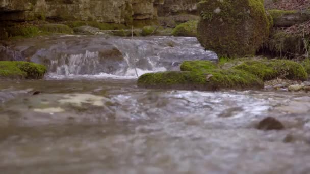 Egy Kis Dekoratív Rés Parkban Vagy Erdőben — Stock videók