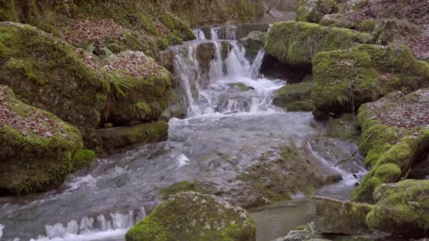 Une Petite Cascade Décorative Dans Parc Dans Forêt — Video