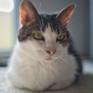 Yerde yatan güzel beyaz ve gri kedinin yakın plan görüntüsü.