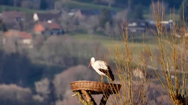 Beautiful Black White Stork Standing Nest Countryside — Stock Video