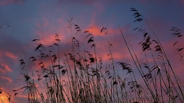 Baixo Ângulo Visão Juncos Altos Colorido Céu Nublado Pôr Sol — Vídeo de Stock