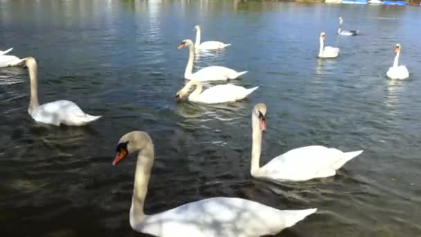 Beaux cygnes blancs majestueux flottant sur l'eau calme