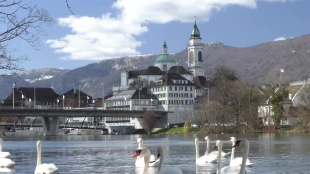 Schöne Majestätische Weiße Schwäne Die Auf Ruhigem Wasser Schwimmen — Stockvideo