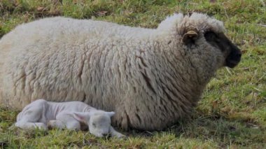 Güneşli bir günde yeşil çayırlarda yatan koyunlar.