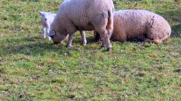 Sheep Eating Grass Green Pasture Sunny Day — Stock Video