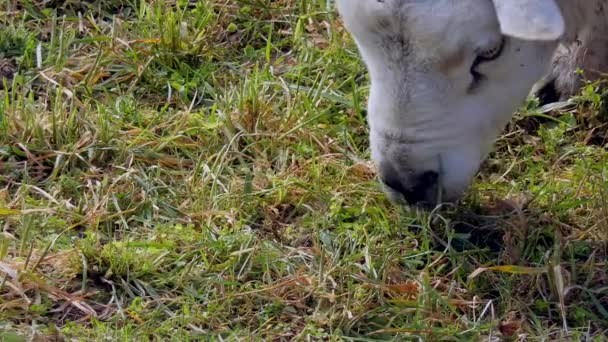 羊は晴れた日に緑の牧草地で草を食べ — ストック動画