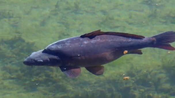 Vista Cerca Hermosos Peces Carpa Nadando Estanque Tranquilo — Vídeo de stock