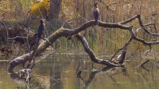 Красиві Птахи Вбираються Гілочках Дерев Над Спокійною Водою — стокове відео