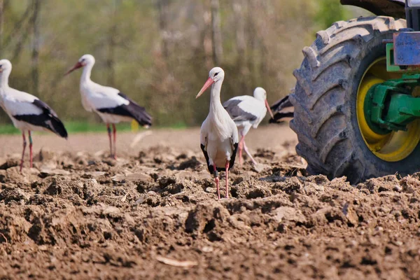 Güzel siyah beyaz leylekler tarlada yürüyor