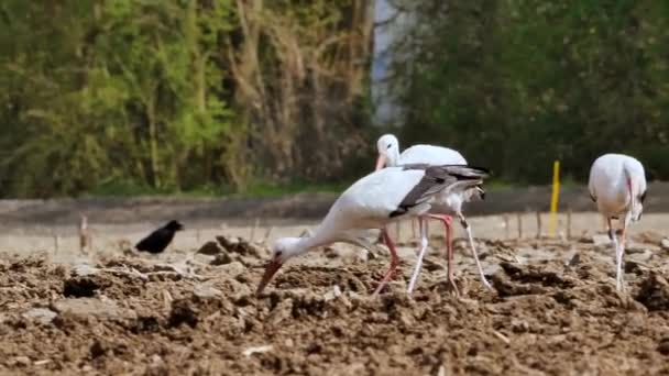 Krásné Černé Bílé Čápy Chůze Orné Pole Jíst Červy — Stock video