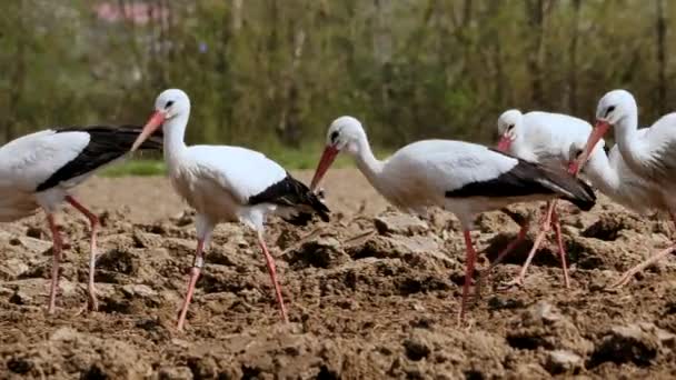 Hermosas Cigüeñas Blancas Negras Caminando Campo Arado Comiendo Gusanos — Vídeo de stock