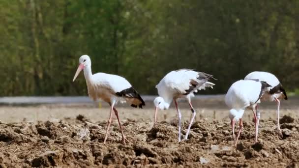 Schöne Schwarz Und Weißstörche Die Auf Dem Feld Pflügen Und — Stockvideo