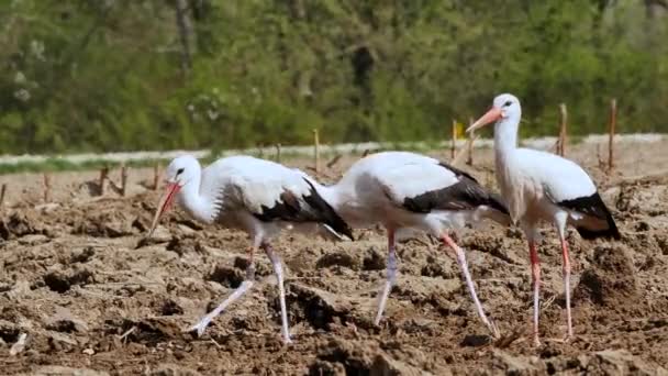 Krásné Černé Bílé Čápy Chůze Orné Pole Jíst Červy — Stock video