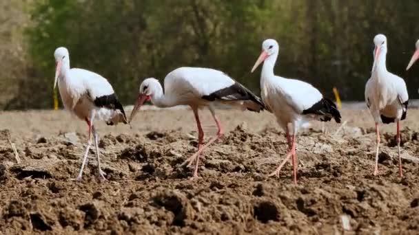 Hermosas Cigüeñas Blancas Negras Caminando Campo Arado Comiendo Gusanos — Vídeos de Stock