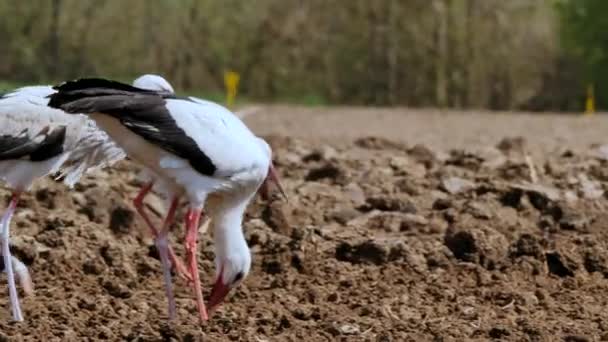 Belas Cegonhas Pretas Brancas Andando Campo Arado Comendo Vermes — Vídeo de Stock
