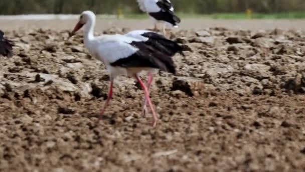 Hermosas Cigüeñas Blancas Negras Caminando Campo Arado Comiendo Gusanos — Vídeo de stock