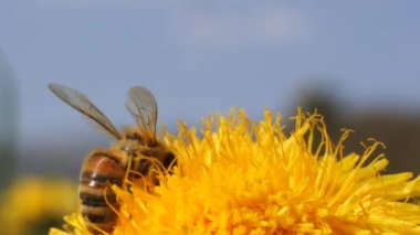 Güneşli bahar gününde, güzel sarı karahindiba çiçeğinin üzerindeki arı manzarası.