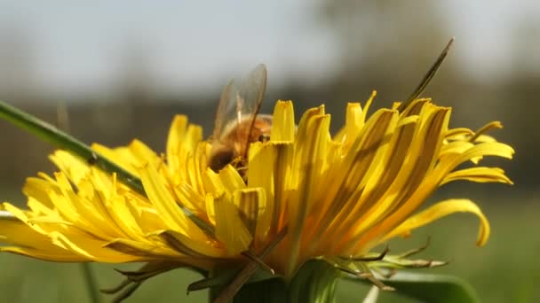 晴れた春の日に美しい黄色のタンポポの花で蜂のクローズアップビュー — ストック動画