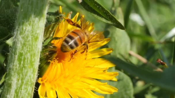 Vista Cerca Abeja Hermosa Flor Diente León Amarillo Soleado Día — Vídeos de Stock