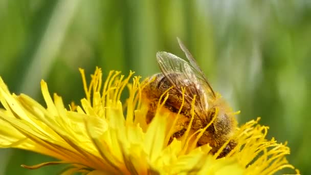 晴れた春の日に美しい黄色のタンポポの花で蜂のクローズアップビュー — ストック動画