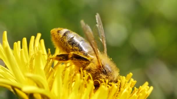 Widok Bliska Pszczoły Piękny Żółty Kwiat Mniszka Lekarskiego Słoneczny Wiosenny — Wideo stockowe
