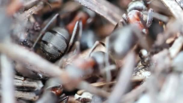 Close View Many Ants Wildlife Selective Focus — Stock Video