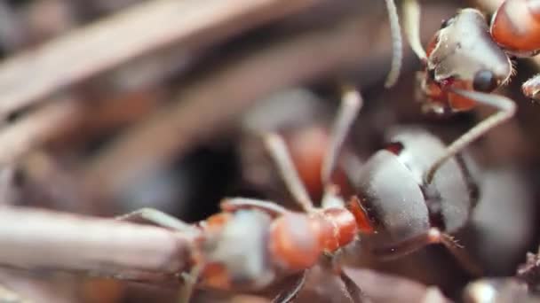 Close View Many Ants Wildlife Selective Focus — Stock Video