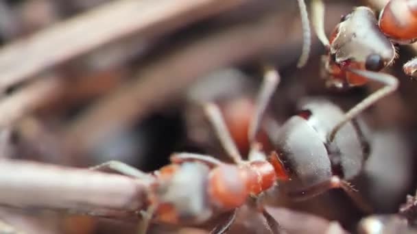 Primo Piano Vista Molte Formiche Nella Fauna Selvatica Messa Fuoco — Video Stock