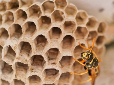 Eşek arısı yuvasına yakın çekim, seçici odak