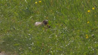 Güneşli bir günde yeşil çimlerde yürüyen güzel kürklü gelincik manzarası.