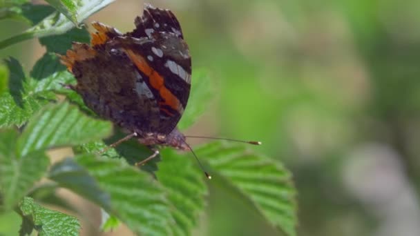 Vue Rapprochée Beau Papillon Sur Les Feuilles Vertes — Video