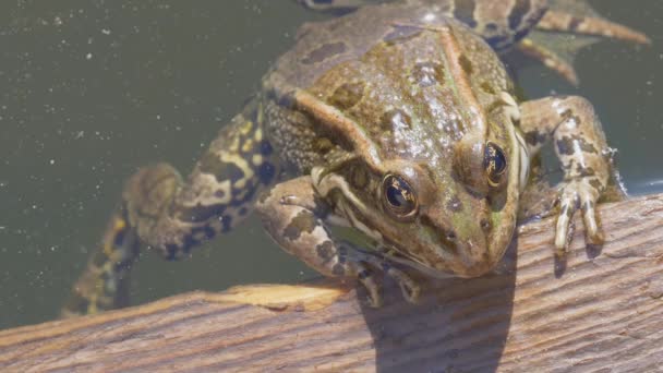 昼間の穏やかな水の近くの木の表面にかわいいカエルのクローズアップビュー — ストック動画