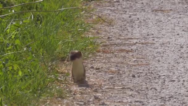 Közeli Kilátás Gyönyörű Szőrös Hermelin Séta Zöld Napsütéses Napon — Stock videók