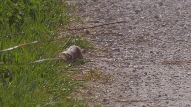 阳光明媚的日子 美丽的毛茸茸的小猪在绿草上散步的特写 — 图库视频影像