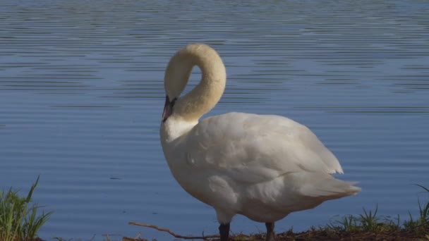 Krásná Bílá Labuť Stojící Trávě Poblíž Klidné Vody — Stock video