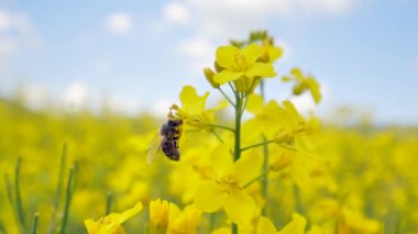 İlkbaharda güzel kolza tohumu tarlasında sarı çiçeklerin üzerinde uçan arı görüntüsü