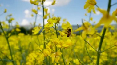 İlkbaharda güzel kolza tohumu tarlasında sarı çiçeklerin üzerinde uçan arı görüntüsü