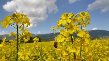 İlkbaharda güzel kolza tohumu tarlasında sarı çiçeklerin üzerinde uçan arı görüntüsü
