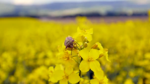 Κοντινή Προβολή Του Εντόμου Κίτρινα Λουλούδια Όμορφο Χωράφι Κραμβόσπορους Την — Αρχείο Βίντεο