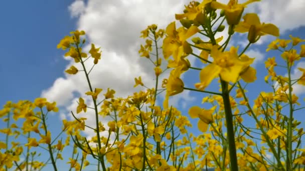 Nahaufnahme Von Schönen Blühenden Gelben Blumen Auf Rapsfeldern Ansicht Niedrigen — Stockvideo