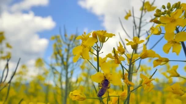 春の菜の花畑の黄色の花に蜂が飛び立つ姿を間近で見ることができ — ストック動画