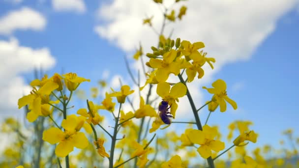 Vista Cerca Abeja Volando Sobre Flores Amarillas Hermoso Campo Colza — Vídeo de stock