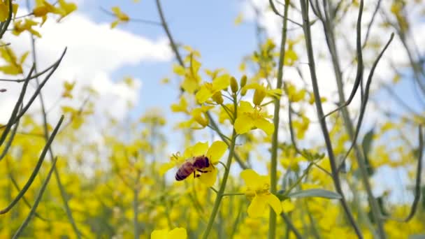 Widok Bliska Pszczoły Latającej Żółtych Kwiatach Pięknym Polu Rzepaku Wiosną — Wideo stockowe