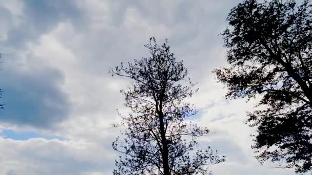 Vista Ángulo Bajo Árboles Altos Cielo Azul Con Nubes — Vídeo de stock