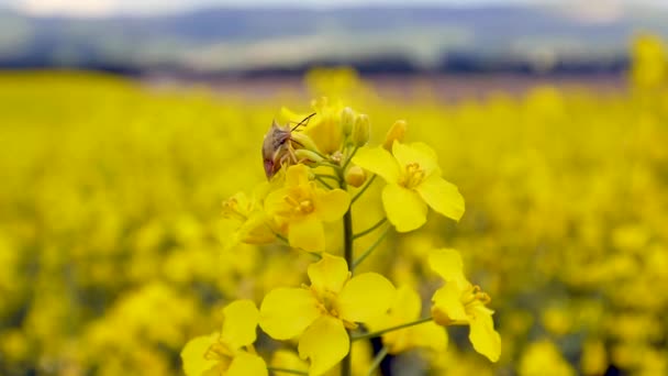 Крупним Планом Вид Жук Жовтих Квітах Красивому Ріпаковому Полі Весняний — стокове відео